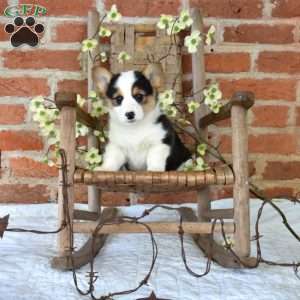 Molly, Pembroke Welsh Corgi Puppy