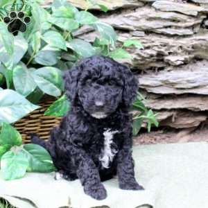 Molly, Miniature Poodle Puppy