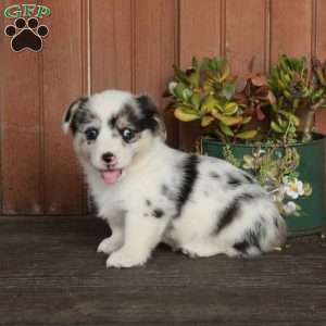 Molly, Pembroke Welsh Corgi Puppy