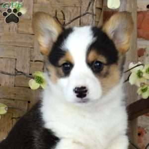 Molly, Pembroke Welsh Corgi Puppy