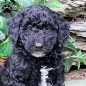 Molly, Miniature Poodle Puppy