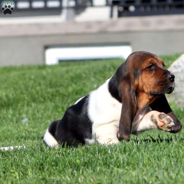 Molly, Basset Hound Puppy