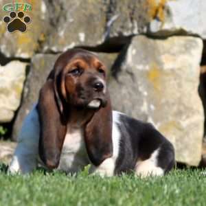 Molly, Basset Hound Puppy