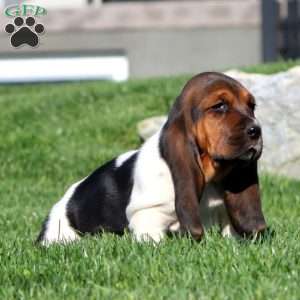 Molly, Basset Hound Puppy