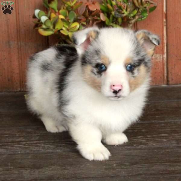 Monty, Pembroke Welsh Corgi Puppy