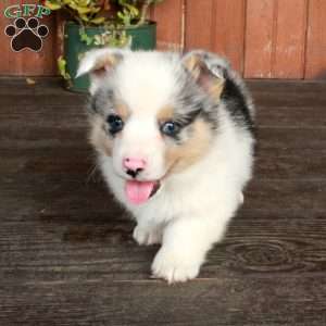 Monty, Pembroke Welsh Corgi Puppy