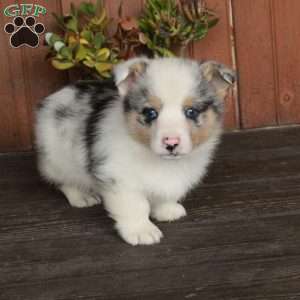 Monty, Pembroke Welsh Corgi Puppy