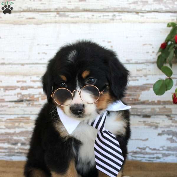 Monty, Bernese Mountain Dog Puppy