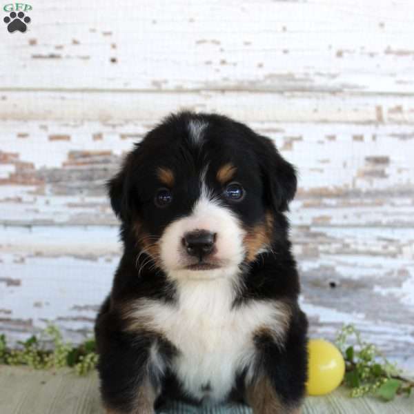 Monty, Bernese Mountain Dog Puppy