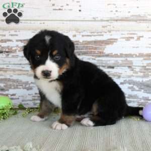 Monty, Bernese Mountain Dog Puppy