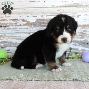 Monty, Bernese Mountain Dog Puppy