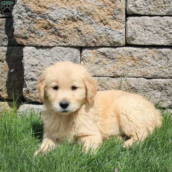 Moon, Golden Retriever Puppy
