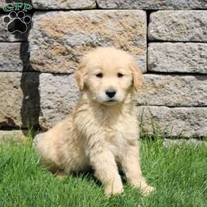 Moon, Golden Retriever Puppy