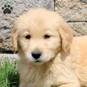 Moon, Golden Retriever Puppy