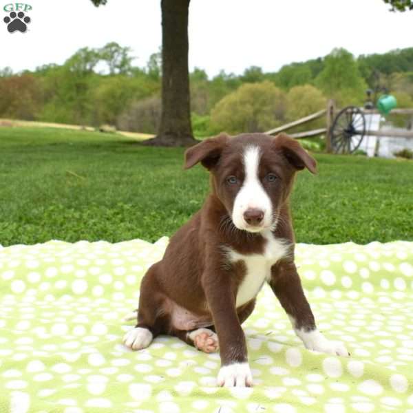 Moose, Border Collie Puppy