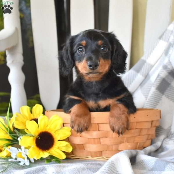 Moose-Mini, Dachshund Puppy