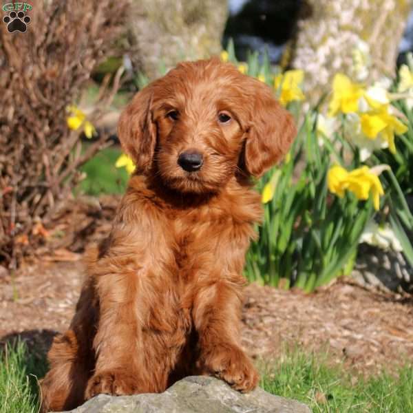 Morty, Mini Labradoodle Puppy