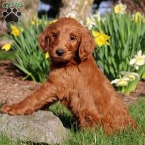 Morty, Mini Labradoodle Puppy