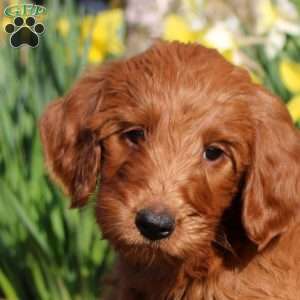 Morty, Mini Labradoodle Puppy