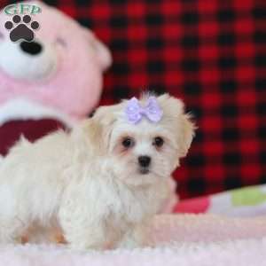 Moxxie, Lhasa Apso Puppy