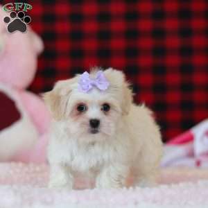 Moxxie, Lhasa Apso Puppy