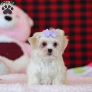 Moxxie, Lhasa Apso Puppy