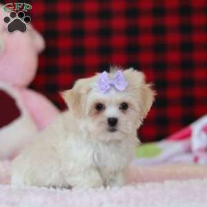 Moxxie, Lhasa Apso Puppy