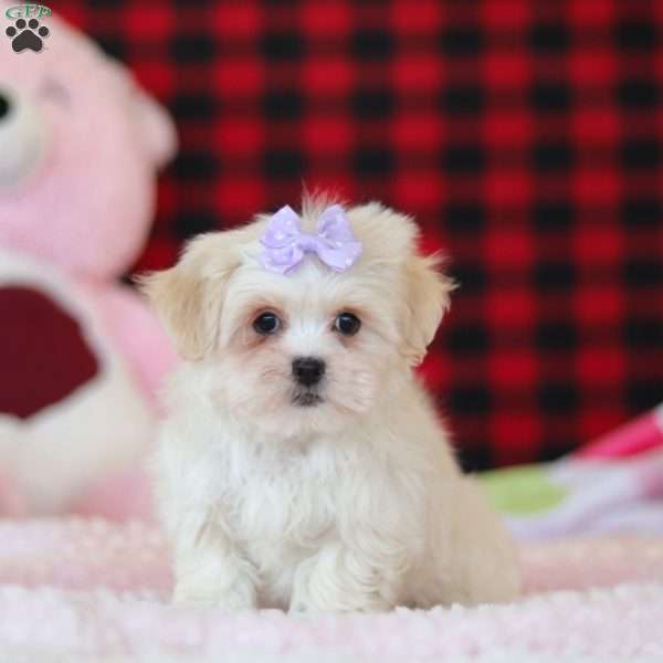 Moxxie, Lhasa Apso Puppy
