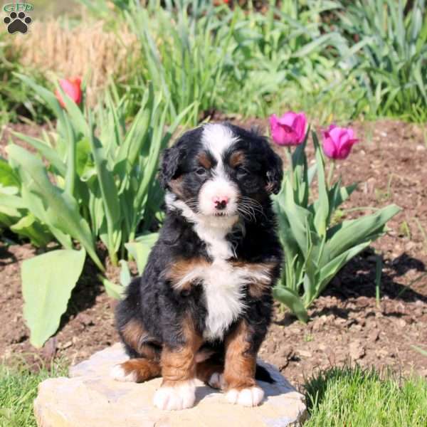 Muffin, Mini Bernedoodle Puppy
