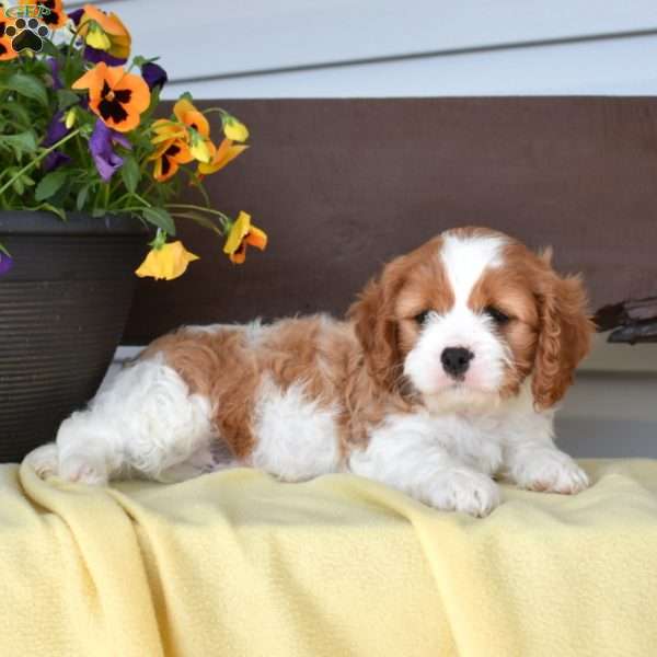 Muffin, Cavapoo Puppy
