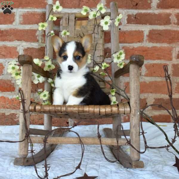 Muffin, Pembroke Welsh Corgi Puppy