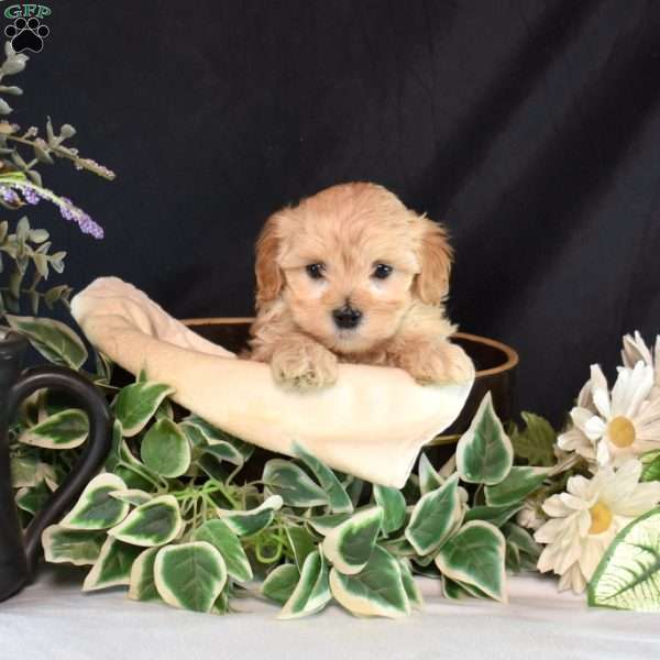 Muffin, Maltipoo Puppy