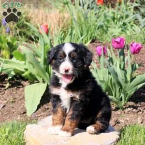 Muffin, Mini Bernedoodle Puppy
