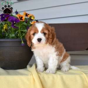 Muffin, Cavapoo Puppy