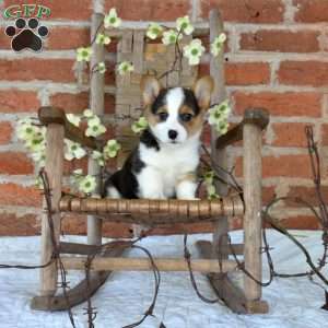 Muffin, Pembroke Welsh Corgi Puppy