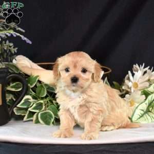 Muffin, Maltipoo Puppy