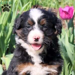 Muffin, Mini Bernedoodle Puppy