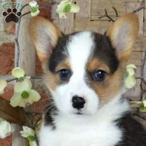 Muffin, Pembroke Welsh Corgi Puppy