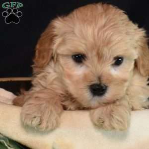 Muffin, Maltipoo Puppy
