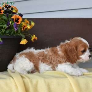 Muffin, Cavapoo Puppy