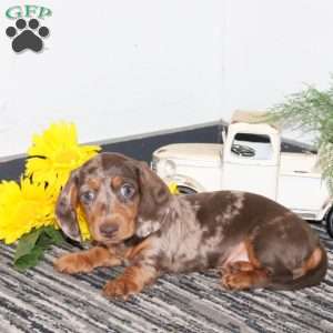 Murphy, Dachshund Puppy