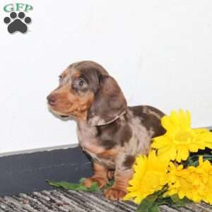 Murphy, Dachshund Puppy