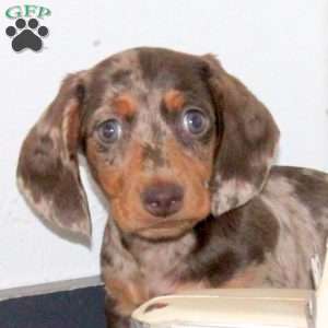 Murphy, Dachshund Puppy