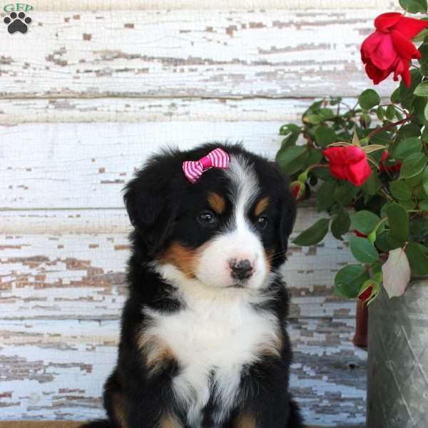 Mystic, Bernese Mountain Dog Puppy