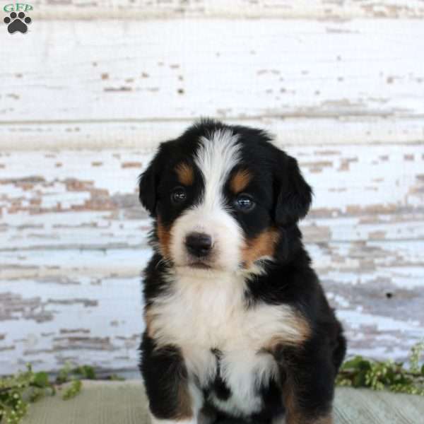Mystic, Bernese Mountain Dog Puppy