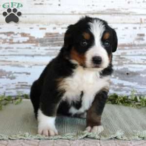 Mystic, Bernese Mountain Dog Puppy