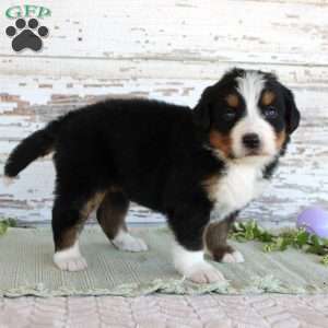 Mystic, Bernese Mountain Dog Puppy