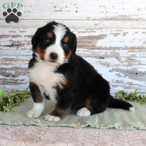 Mystic, Bernese Mountain Dog Puppy