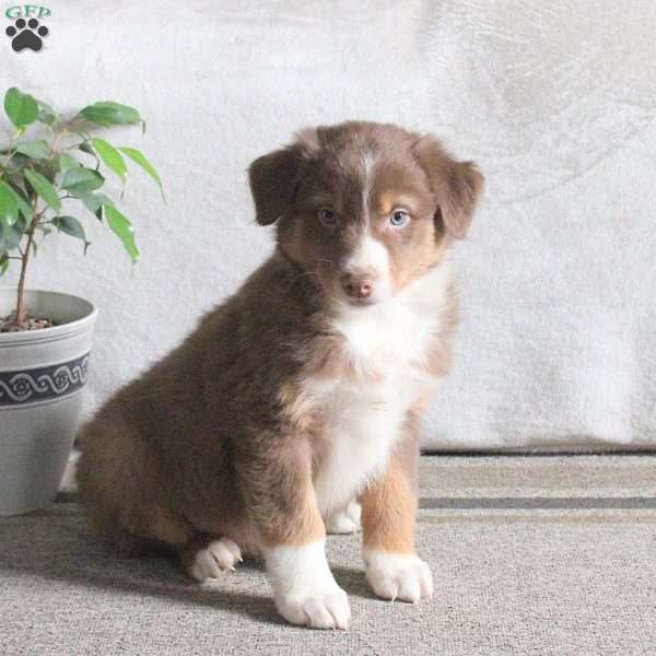 Nacho, Australian Shepherd Puppy