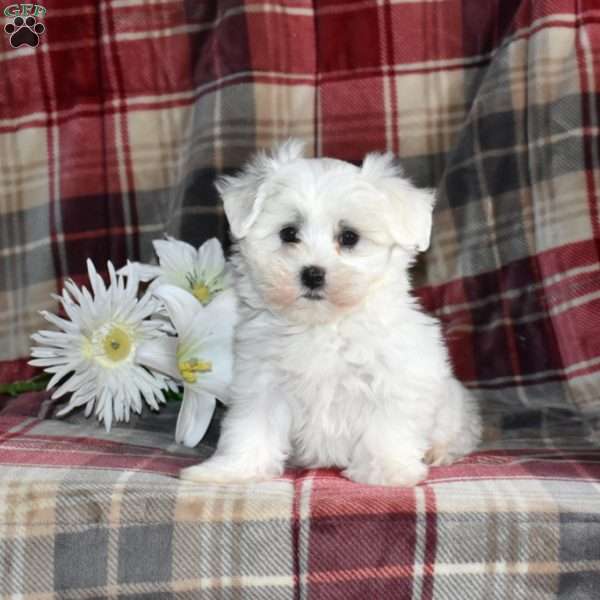 Nala, Maltese Puppy